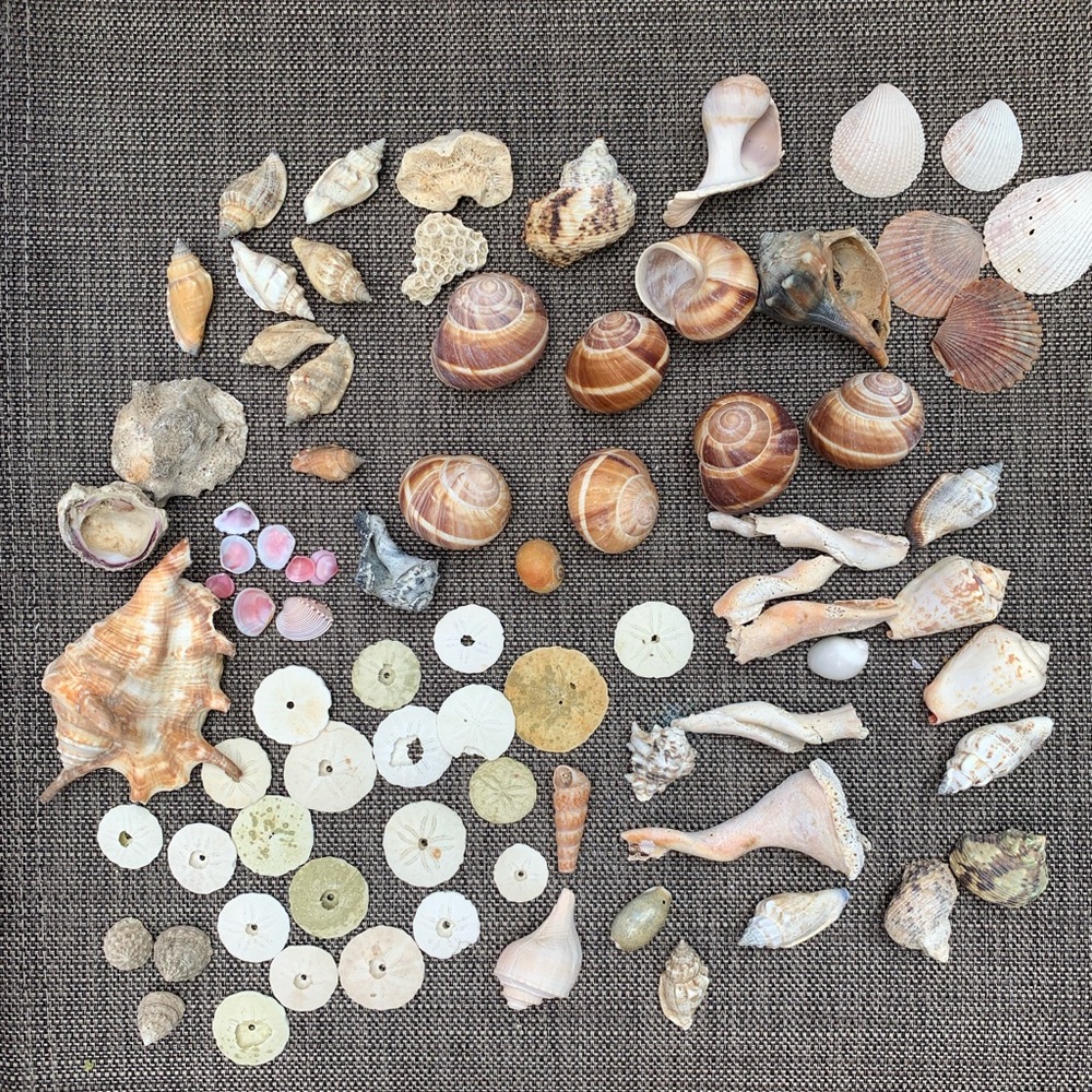 Random Natural Sea Shells Authentic Beach Collection Decor Crafts Aquarium.